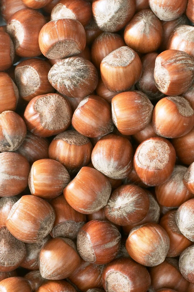 Hazelaar/Hazelnoot (Corylus Avellana 'Halle'sche Riesen') 2 Hazelaar/Hazelnoot (Corylus Avellana 'Halle'sche Riesen') - Afbeelding 2