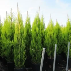 Cipres Kamerconifeer (Cupressus Macrocarpa 'Goldcrest') 7 Cipres Kamerconifeer (Cupressus Macrocarpa 'Goldcrest') -Exporteren Tuin Sprank Winkel cupressus macrocarpa goldcrest 1