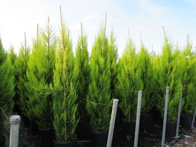 Cipres Kamerconifeer (Cupressus Macrocarpa 'Goldcrest') 4 Cipres Kamerconifeer (Cupressus Macrocarpa 'Goldcrest') - Afbeelding 4