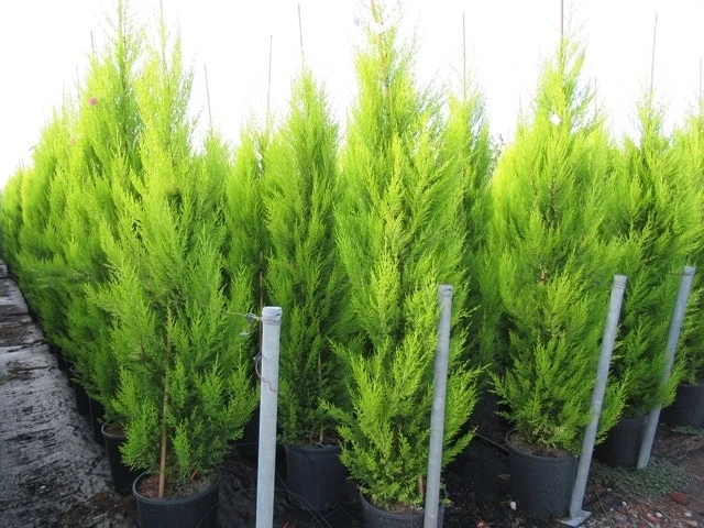 Cipres Kamerconifeer (Cupressus Macrocarpa 'Goldcrest') 2 Cipres Kamerconifeer (Cupressus Macrocarpa 'Goldcrest') - Afbeelding 2