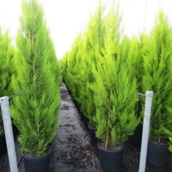 Cipres Kamerconifeer (Cupressus Macrocarpa 'Goldcrest') 6 Cipres Kamerconifeer (Cupressus Macrocarpa 'Goldcrest') -Exporteren Tuin Sprank Winkel cupressus macrocarpa goldcrest 3 1