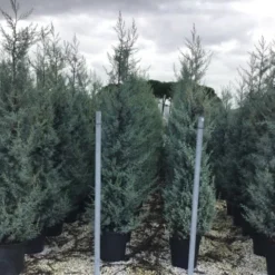 Cipres (Cupressus Arizonica 'Glauca') -Exporteren Tuin Sprank Winkel cupressusarizonicaglauca