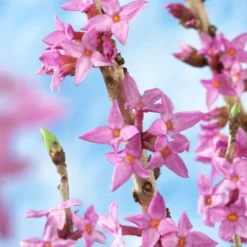 Peperboompje (Daphne Mezereum 'Rubra')
