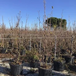 Nieuwe Producten -Exporteren Tuin Sprank Winkel denudata200cm