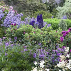 Borderpakket Engelse Rozen (4,5 M²)