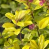 Escallonia (Escallonia 'Gold Ellen')