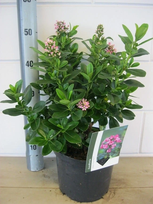 Escallonia (Escallonia 'Pink Elle') 5 Escallonia (Escallonia 'Pink Elle') - Afbeelding 5