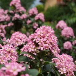 Escallonia (Escallonia 'Pink Elle') 11 Escallonia (Escallonia 'Pink Elle') -Exporteren Tuin Sprank Winkel escallonia pink elle reiniers garden 04