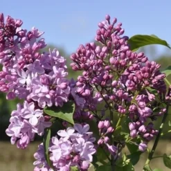 Sering (Syringa Vulgaris Hyacinthiflora 'Esther Staley')
