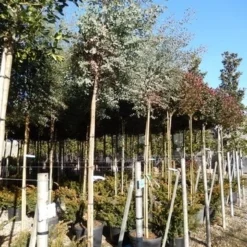 Eucalyptus Als Boom (Eucalyptus Gunnii) -Exporteren Tuin Sprank Winkel eucalypthus gunii 10 12
