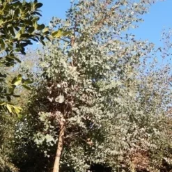 Eucalyptus Als Boom (Eucalyptus Gunnii) -Exporteren Tuin Sprank Winkel eucalypthus gunii 10 12 2