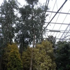 Eucalyptus Als Boom (Eucalyptus Gunnii) -Exporteren Tuin Sprank Winkel eucalyptus