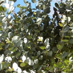 Eucalyptus Als Boom (Eucalyptus Gunnii) -Exporteren Tuin Sprank Winkel eucalyptus gunni