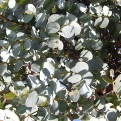 Eucalyptus Als Boom (Eucalyptus Gunnii) -Exporteren Tuin Sprank Winkel eucalyptus gunnii