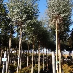 Eucalyptus Als Boom (Eucalyptus Gunnii) -Exporteren Tuin Sprank Winkel eucalyptus gunnii 12 14