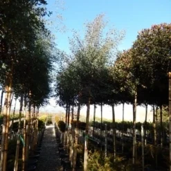 Eucalyptus Als Boom (Eucalyptus Gunnii) -Exporteren Tuin Sprank Winkel eucalyptus gunnii 12 14 2