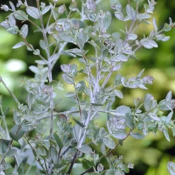 Eucalyptus Als Boom (Eucalyptus Gunnii) -Exporteren Tuin Sprank Winkel eucalyptus gunnii 2