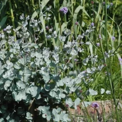 Eucalyptus Als Boom (Eucalyptus Gunnii) -Exporteren Tuin Sprank Winkel eugunnii 8