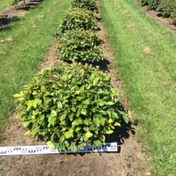 Beuk Als Bolvorm (Fagus Sylvatica)