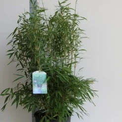 Niet Woekerende Bamboe (Fargesia Murieliae 'Jumbo') 15 Niet Woekerende Bamboe (Fargesia Murieliae 'Jumbo') -Exporteren Tuin Sprank Winkel fargesia mur. super jumbo 80 100 cm co. 12l