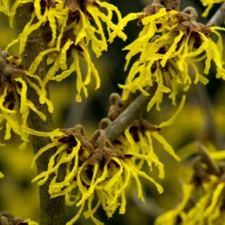 Toverhazelaar (Hamamelis Intermedia 'Arnold Promise')