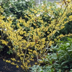 Nieuwe Producten -Exporteren Tuin Sprank Winkel hamamelis mollis