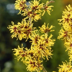 Nieuwe Producten 17 Toverhazelaar (Hamamelis Mollis)
