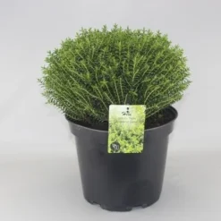 Hebe (Hebe Odora 'New Zealand Gold')