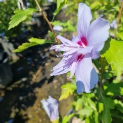 Altheastruik (Hibiscus Syriacus 'Blue Chiffon') 9 Altheastruik (Hibiscus Syriacus 'Blue Chiffon') -Exporteren Tuin Sprank Winkel hibiscis blue chiffon 2