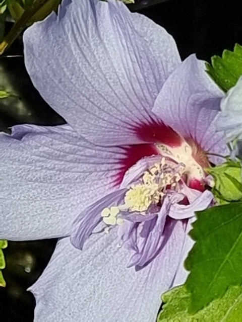 Altheastruik (Hibiscus Syriacus 'Blue Chiffon') 2 Altheastruik (Hibiscus Syriacus 'Blue Chiffon') - Afbeelding 2