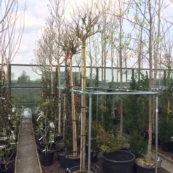 Altheastruik Als Boom (Hibiscus Syriacus 'Oiseau Blue') 10 Altheastruik Als Boom (Hibiscus Syriacus 'Oiseau Blue') -Exporteren Tuin Sprank Winkel hibiscus