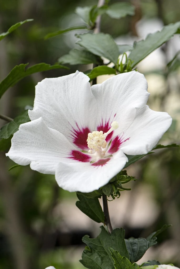 Altheastruik Op Stam (Hibiscus Syriacus 'Red Heart') 4 Altheastruik Op Stam (Hibiscus Syriacus 'Red Heart') - Afbeelding 4