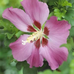 Altheastruik Op Stam (Hibiscus Syriacus 'Woodbridge')