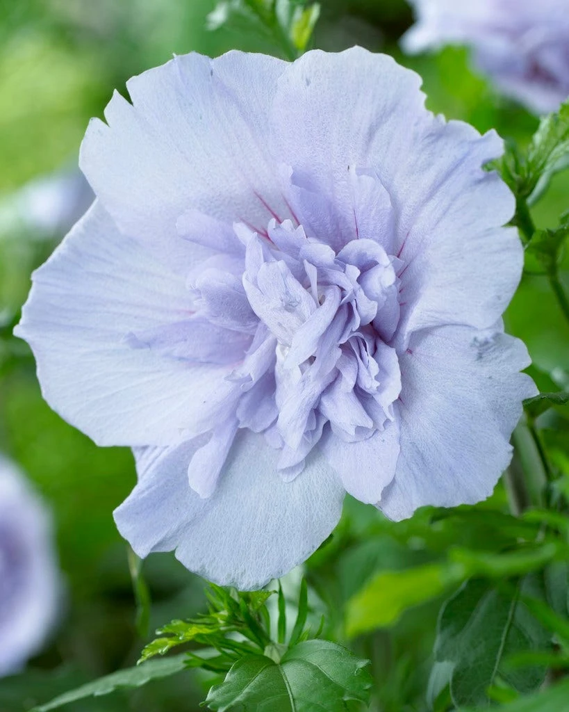 Altheastruik (Hibiscus Syriacus 'Blue Chiffon') 5 Altheastruik (Hibiscus Syriacus 'Blue Chiffon') - Afbeelding 5