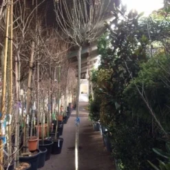 Altheastruik Als Boom (Hibiscus Syriacus 'Oiseau Blue') 11 Altheastruik Als Boom (Hibiscus Syriacus 'Oiseau Blue') -Exporteren Tuin Sprank Winkel hibiscus oiseau blue 1214 2 1