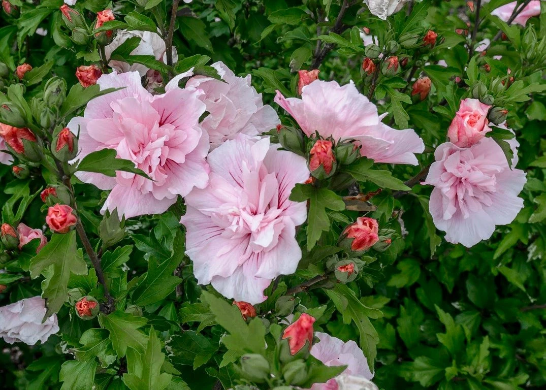Altheastruik (Hibiscus Syriacus 'Pink Chiffon') 3 Altheastruik (Hibiscus Syriacus 'Pink Chiffon') - Afbeelding 3