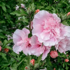 Altheastruik (Hibiscus Syriacus 'Pink Chiffon') 11 Altheastruik (Hibiscus Syriacus 'Pink Chiffon') -Exporteren Tuin Sprank Winkel hibiscus pink chiffon 2 1