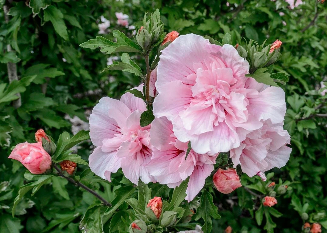Altheastruik (Hibiscus Syriacus 'Pink Chiffon') 4 Altheastruik (Hibiscus Syriacus 'Pink Chiffon') - Afbeelding 4