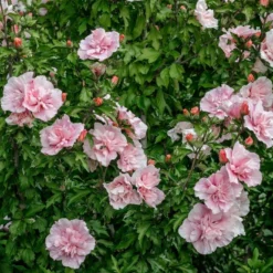 Altheastruik (Hibiscus Syriacus 'Pink Chiffon') 13 Altheastruik (Hibiscus Syriacus 'Pink Chiffon') -Exporteren Tuin Sprank Winkel hibiscus pink chiffon 3 1