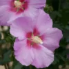 Altheastruik (Hibiscus Syriacus 'Rose Moon')