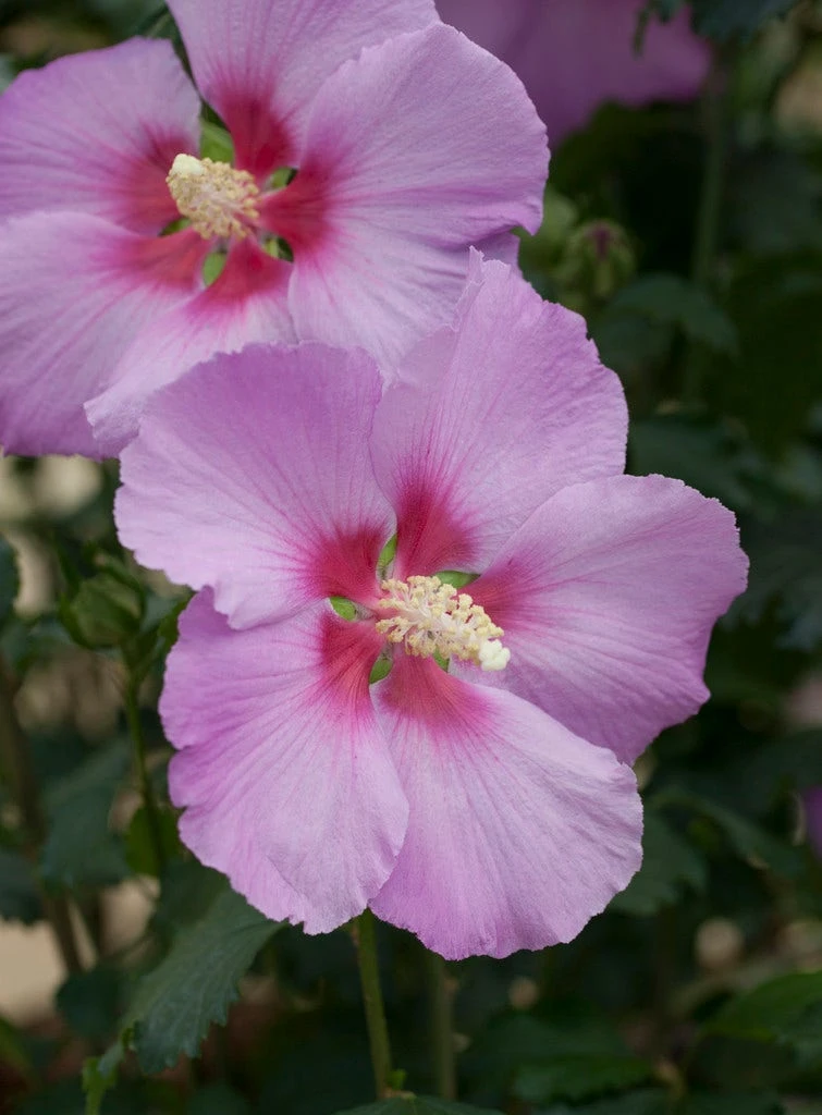 Altheastruik (Hibiscus Syriacus 'Rose Moon') 1 Altheastruik (Hibiscus Syriacus 'Rose Moon')