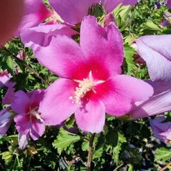 Altheastruik (Hibiscus Syriacus 'Rose Moon') 8 Altheastruik (Hibiscus Syriacus 'Rose Moon') -Exporteren Tuin Sprank Winkel hibiscus rose moon 3