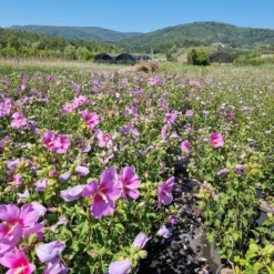 Altheastruik (Hibiscus Syriacus 'Rose Moon') 9 Altheastruik (Hibiscus Syriacus 'Rose Moon') -Exporteren Tuin Sprank Winkel hibiscus rose moon 4