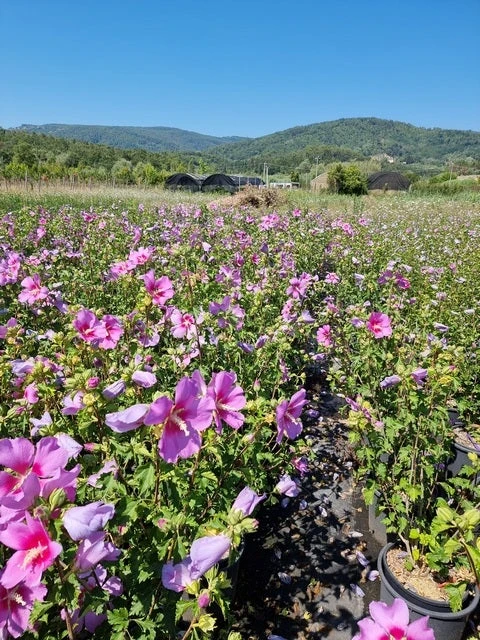 Altheastruik (Hibiscus Syriacus 'Rose Moon') 4 Altheastruik (Hibiscus Syriacus 'Rose Moon') - Afbeelding 4