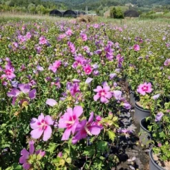 Altheastruik (Hibiscus Syriacus 'Rose Moon') 10 Altheastruik (Hibiscus Syriacus 'Rose Moon') -Exporteren Tuin Sprank Winkel hibiscus rose moon 6