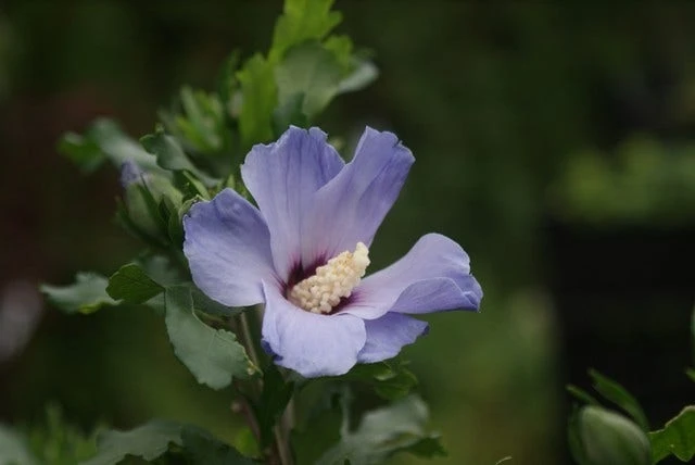 Altheastruik Op Stam (Hibiscus Syriacus 'Oiseau Blue') 3 Altheastruik Op Stam (Hibiscus Syriacus 'Oiseau Blue') - Afbeelding 3