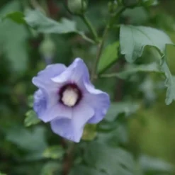 Altheastruik Op Stam (Hibiscus Syriacus 'Oiseau Blue') 9 Altheastruik Op Stam (Hibiscus Syriacus 'Oiseau Blue') -Exporteren Tuin Sprank Winkel hibiscus syr oiseau bleu 2