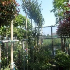 Altheastruik Als Boom (Hibiscus Syriacus 'Oiseau Blue') 9 Altheastruik Als Boom (Hibiscus Syriacus 'Oiseau Blue') -Exporteren Tuin Sprank Winkel hibiscus syriacus in soorten 10 12ho cont