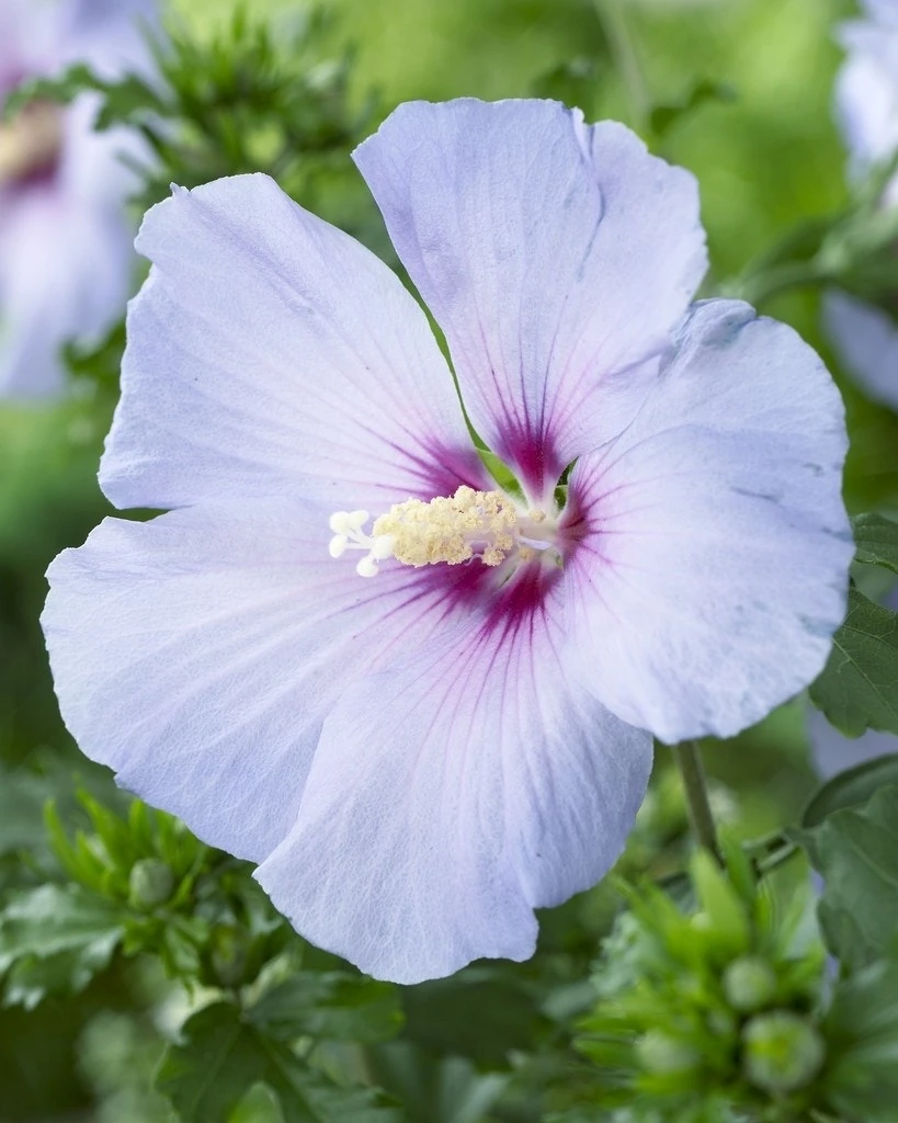 Altheastruik Als Boom (Hibiscus Syriacus 'Oiseau Blue') 2 Altheastruik Als Boom (Hibiscus Syriacus 'Oiseau Blue') - Afbeelding 2