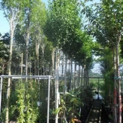 Altheastruik Als Boom (Hibiscus Syriacus 'Oiseau Blue') 8 Altheastruik Als Boom (Hibiscus Syriacus 'Oiseau Blue') -Exporteren Tuin Sprank Winkel hibiscus syriacus oiseau bleu 12 14ho cont